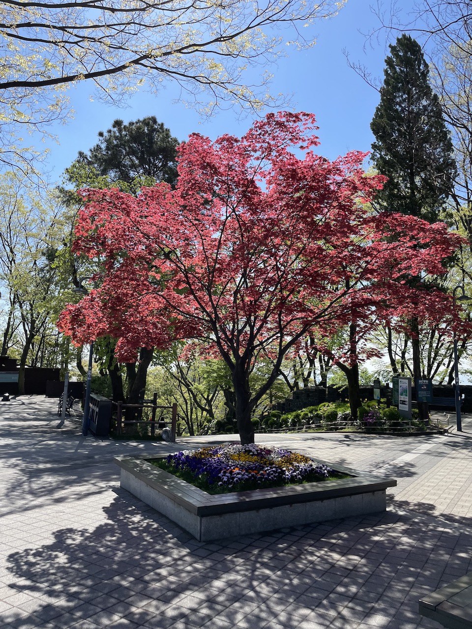 Tree in Namsan Park by North Seoul Tower